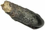 Fossil Camarasaurus Tooth - Wyoming #315056-1